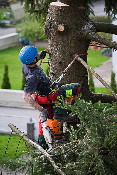 How Our Tree Care Process Works  in  Calistoga, CA